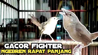 ciblek gunung ngebren panjang masteran cigun ngebren panjang rapat