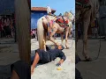 Lagu aksi berbahaya dari mang taruna bersama kuda renggong bule #shorts #kudarenggong #kudasilat