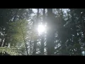 Spirit of the Woods - Meditation Music