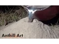 Casting a Fire Ant Colony with Molten Aluminum Cast