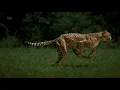 Cheetah running Incredible slow motion footage