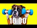 10 Minute Timer DOG HEAVEN