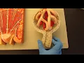 Urinary System Lab Models