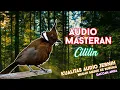 Download Lagu #2 Audio Master Burung Cililin + Jeda + Suara Gemricik Air Jernih