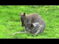 Understanding Kangaroo Life Recognizing Their Symbolic Meaning and Unique Habits