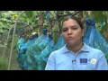 Download Lagu Especiales Así es Urabá II, Agroindustria del banano, trabajo digno en Urabá