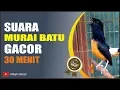 PALING DICARI..!!!! Suara Burung MURAI BATU Gacor !!! 30 Menit !!! - Mbah Gacor