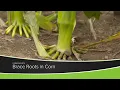Brace Roots in Corn