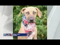 Pet Connection Achoo 11-4-22