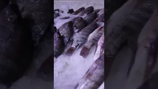 قصة محل أسماك النيل بوسط القاهرة 