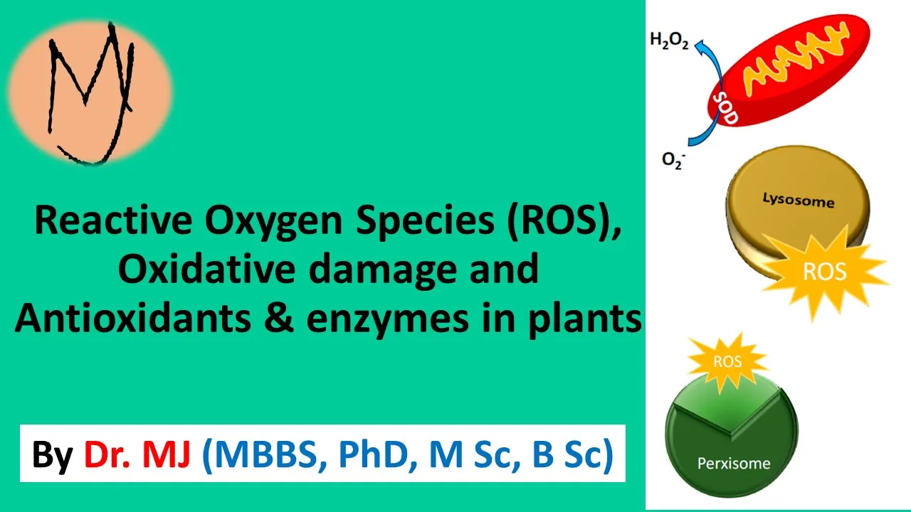 Reactive oxygen species ROS, oxidative stress, antioxidant system @DoctorTutors