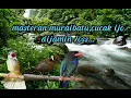 Download Lagu Masteran cucak ijo full tembakan panjang rapet di sukai juri