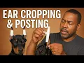 From floppy to fierce Doberman Ear cropping and posting tutorial Full procedure