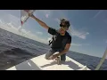 Sailing Shark Bait