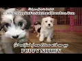 CAVACHON PUPPIES FOR SALE GEORGIA LOCAL BREEDERS GWINNETT COUNTY GA