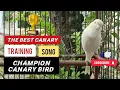 Download Lagu Kampioen kananriemeester!! Spaans timbradolied voor training
