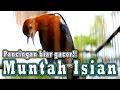 Download Lagu ANIS MERAH TELER MUNTAH ISIAN BUAT PANCINGAN ANIS MERAH BIAR BONGKAR ISIAN