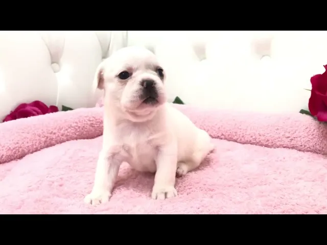 動画