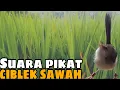 Download Lagu 1 Jam Full Tanpa Jeda Suara Pikat Ciwah atau Ciblek Sawah
