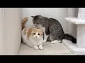 Download Lagu 兄の毛繕いが下手すぎて長年不満を抱えてた猫がついにこうなっちゃいました…笑