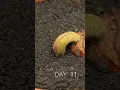 120 Days in 1 Min - Growing Durian Tree From Seed #timelapse