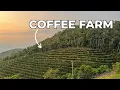Lagu Where Does Coffee Come From? Coffee Farming, Processing \u0026 Pricing Explained!