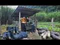 Lagu Instructions on how to build a new pigsty using bamboo l Lý Thị Sai