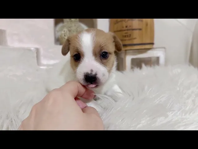 動画