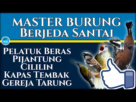 Download MP3 MASTER Burung kombinasi Jeda Santai Agar cepat kemaster