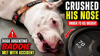 Dogo Argentino Baddie’s Nose Got CRUSHED Under 70 KG Weight 😱 | Terrifying Accident