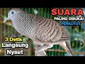 Perkutut Lokal Gacor RAJA PIKAT Ahlinya Bikin Semua Burung Perkutut Gacor Nyaut.