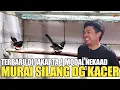 Lagu GREBEK ! PENJUAL DAN PETERNAK MURAI BATU SILANGAN KACER DI MENTENG JAKARTA PUSAT