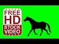 Free Stock s - horse silhouette galloping and resting on green screen seamless loop
