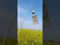 Download Lagu Buat mengusir burung emprit di sawah buat mengusir burung emprit di sawah