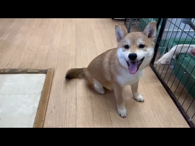 動画
