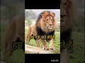 Download Lagu #shorts sher shayari# sher attitude #shayari status video lion shayari #video Attitude #shayari