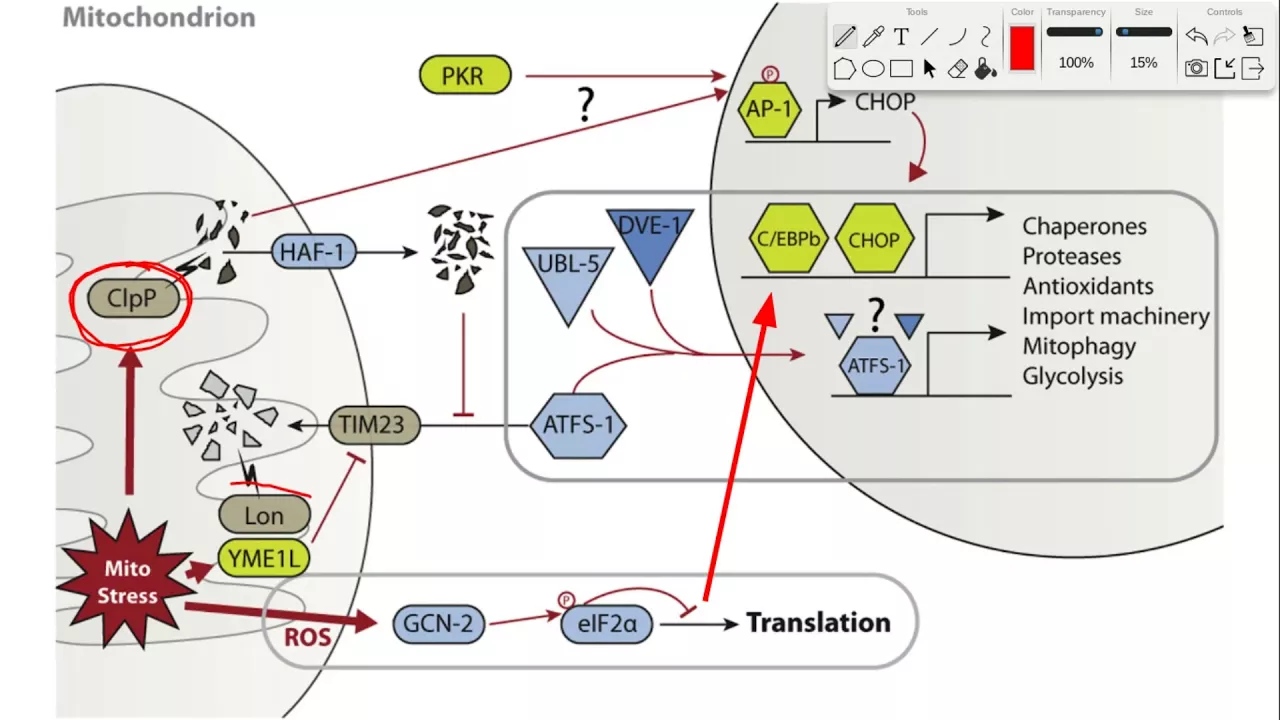 Mitophagy, mtUPR, & Translocation