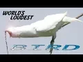 Lagu White bellbird: listen to the world's loudest bird call