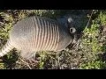 Curious armadillo jumps when poked