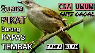 download suara PIKAT bikin burung kapas tembak liar marah