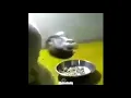Download Lagu Kucing pukul kucing yang tidak nakal....