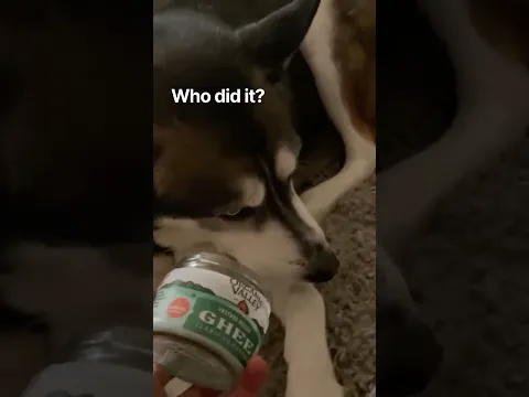Guilty or innocent? 🤭