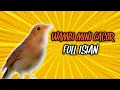 Download Lagu Masteran Wambi Mini Gacor Full Isian Jernih