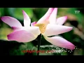 Download Lagu [Kara - 1080 HD] Chuyện Người Con Gái Ao Sen - Đặng Thế Luân