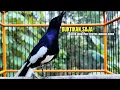 Download Lagu PANCINGAN KACER bahan SUSAH bunyi, KACER GACOR NGEPLONG bikin KACER MANAPUN ikut GACOR