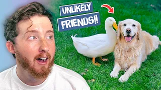 Dogs & Their Unlikely Best Friends