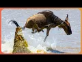 Deadly Predator vs Prey Fight For Survival Wildlife Documentary