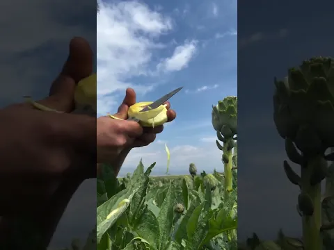 اجمل واطيب النباتات 🤩 شوكية