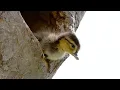 Download Lagu Brave Wood Ducklings Take 30-Foot Leap of Faith