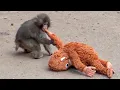 Lagu Punch voulait ramener maman... Mais voici ce qui arriva 🐒